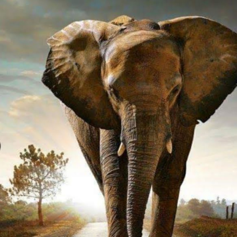 Meet your Posher, Angelo